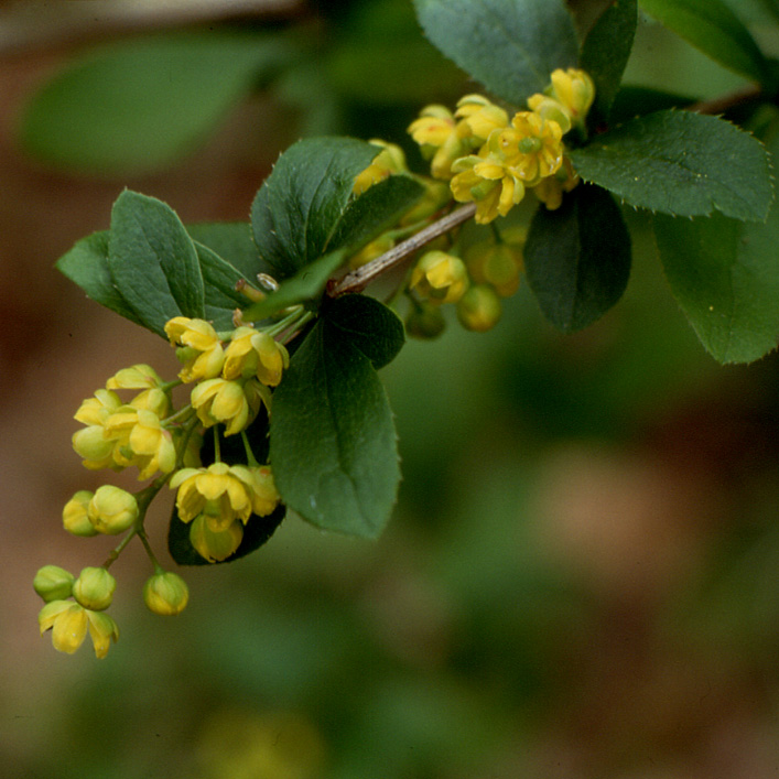 Berberis vulgaris / Crespino